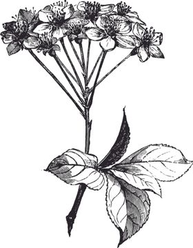 线描植物