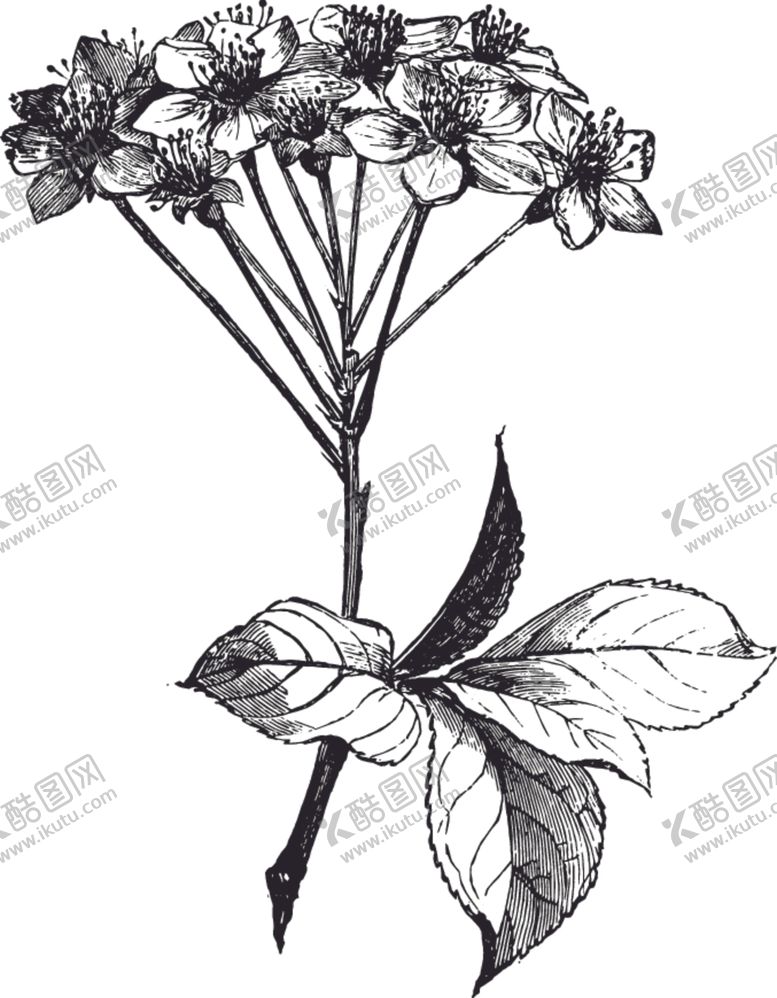 编号：74203406301636011426【酷图网】源文件下载-线描植物