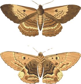 蝴蝶昆虫插画