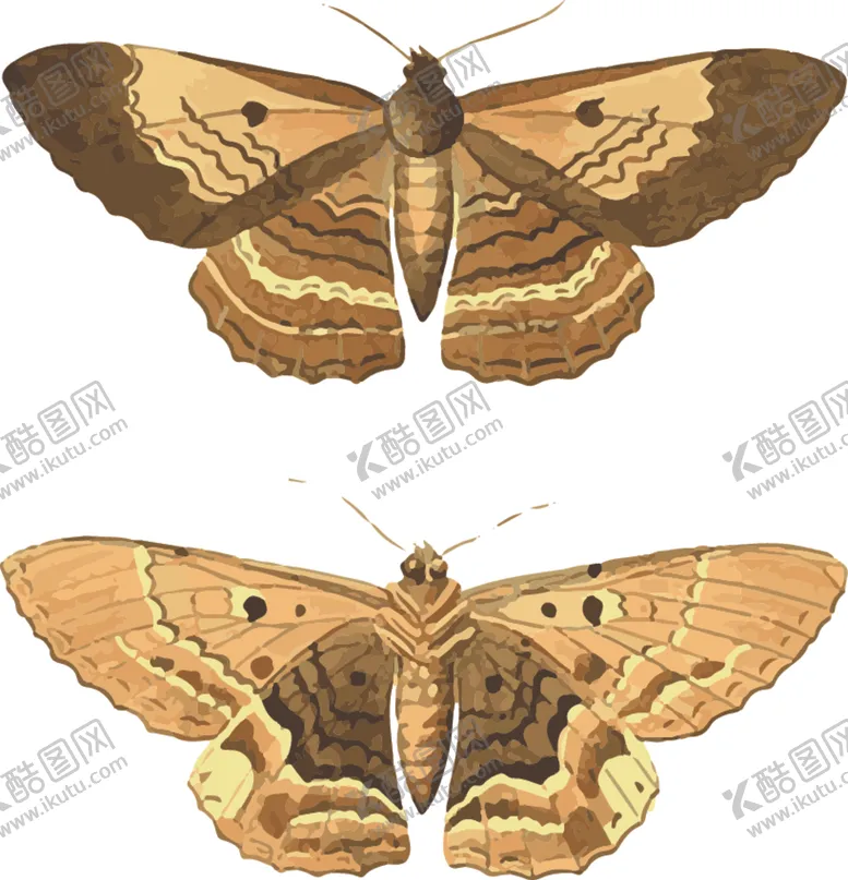 编号：40019606271959586606【酷图网】源文件下载-蝴蝶昆虫插画