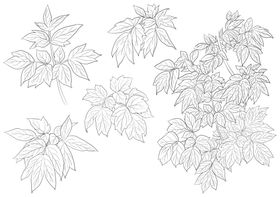 叶子素描