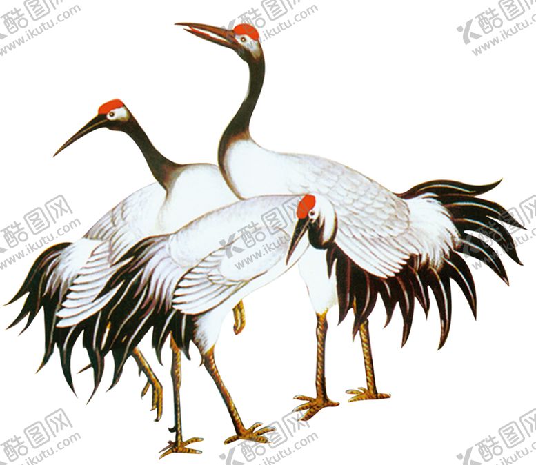 编号：74050210110955041446【酷图网】源文件下载-仙鹤
