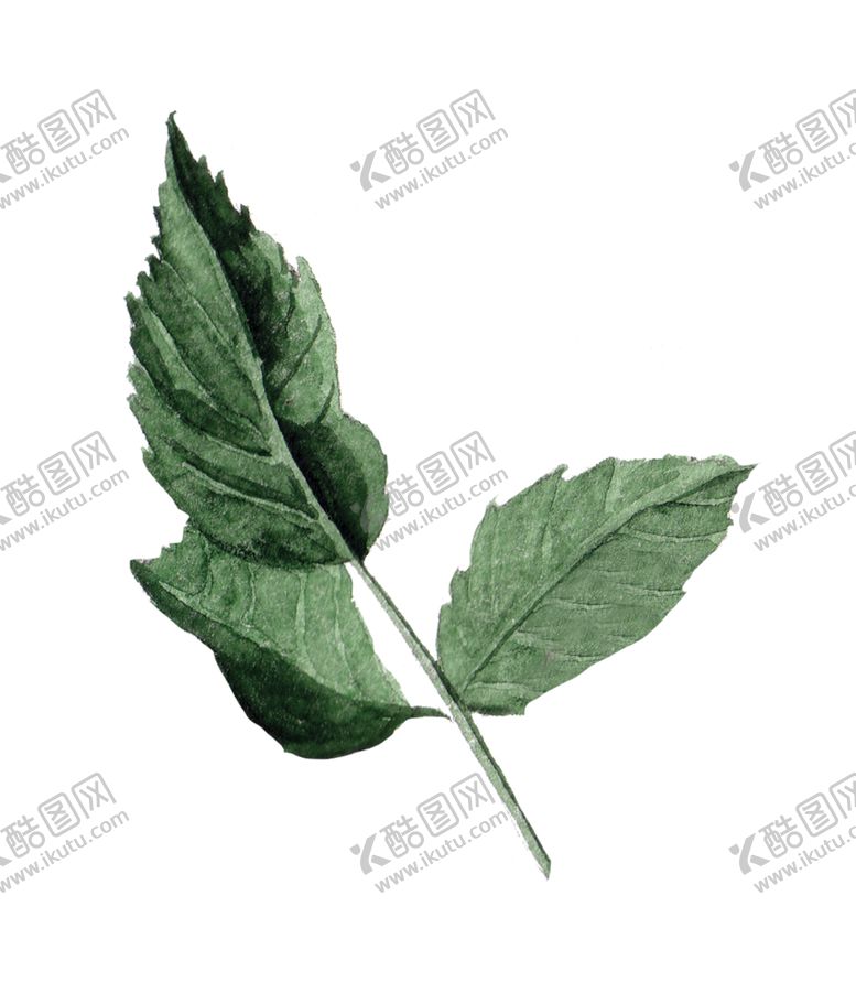 编号：31872410061433504120【酷图网】源文件下载-水彩绘画浪漫花朵