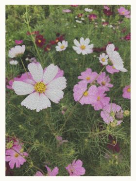 油画效果的桅子花