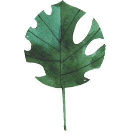 绿色水彩植物树叶