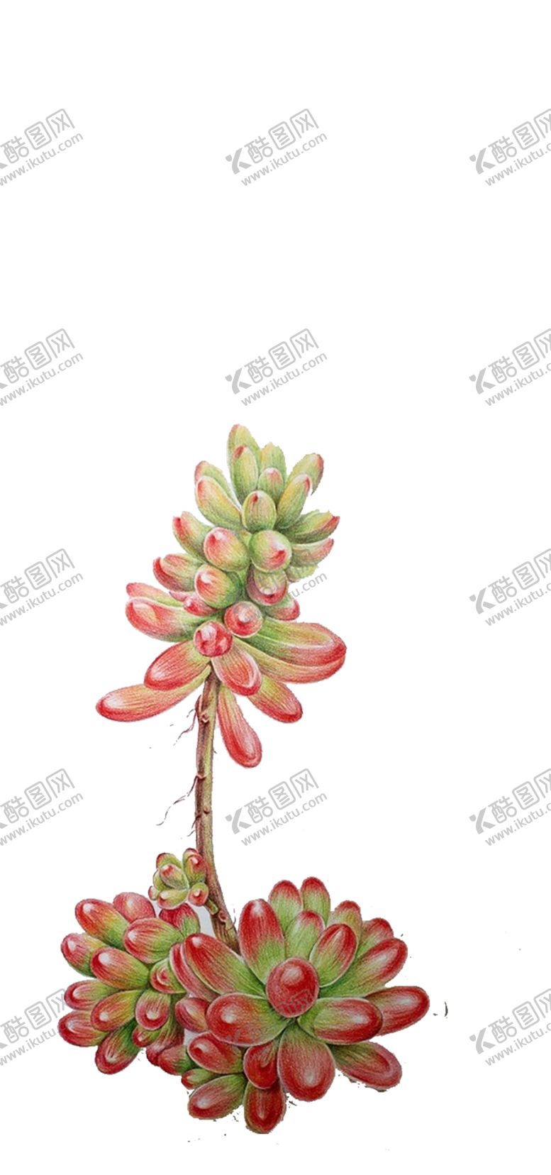 编号：36676210012343413641【酷图网】源文件下载-绿色植物