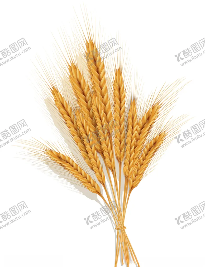 编号：73118504200317256178【酷图网】源文件下载-矢量手绘麦穗