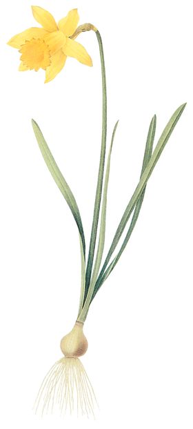 植物花卉油画装饰画