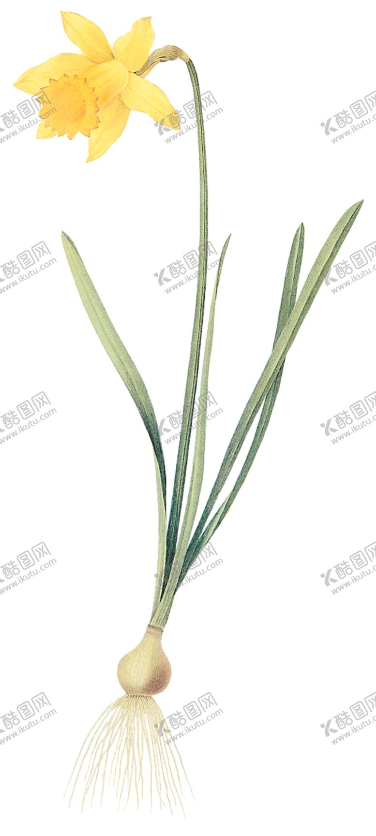 编号：57568509201135294480【酷图网】源文件下载-植物花卉油画装饰画