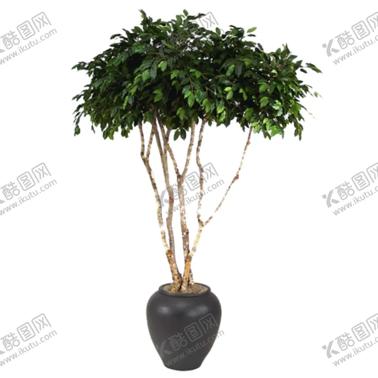 编号：47345306272128136795【酷图网】源文件下载-免抠背景花草树木