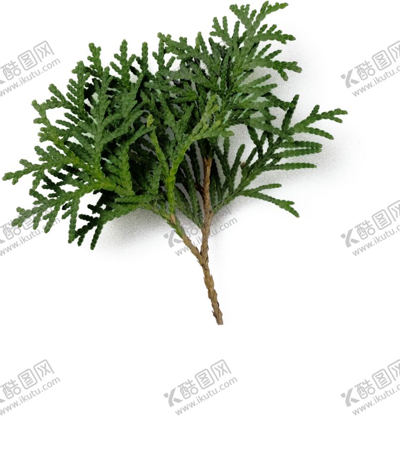 编号：40519609250855277098【酷图网】源文件下载-香柏