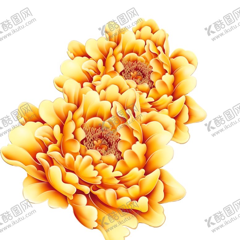 编号：97702106241142135213【酷图网】源文件下载-牡丹花