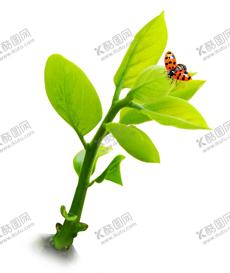 编号：14779509180447023122【酷图网】源文件下载-绿色相框