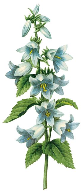 植物花卉油画装饰画