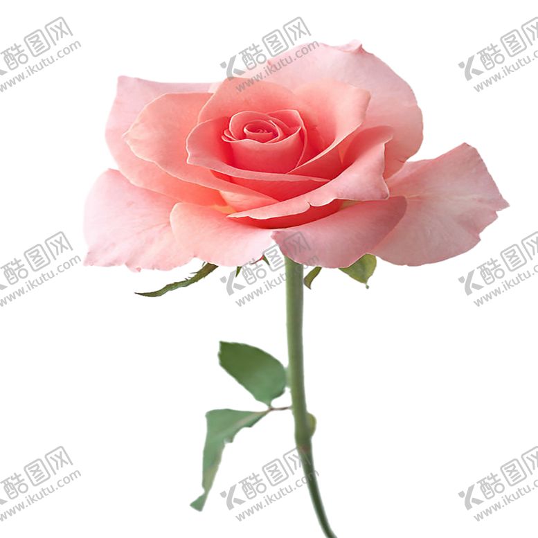 编号：39887205111428565015【酷图网】源文件下载-手绘植物花卉