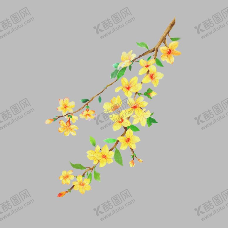 编号：85802510310853272082【酷图网】源文件下载-迎春花