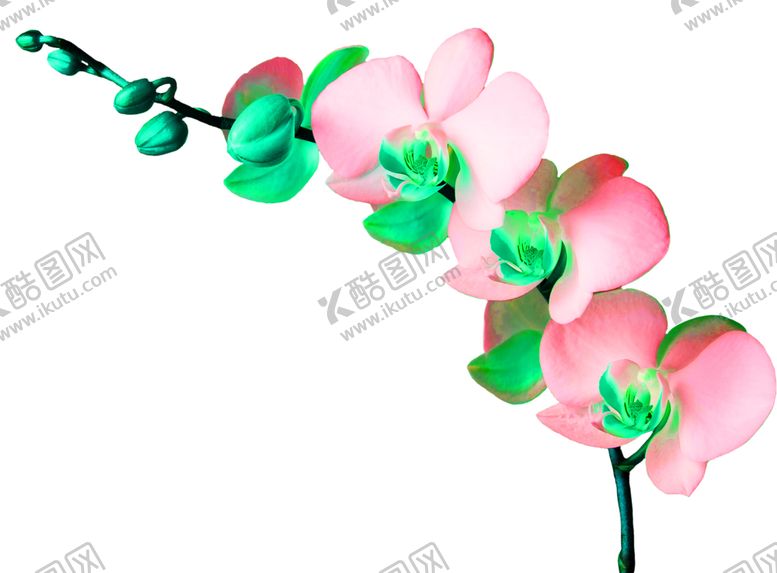 编号：45659806250238336780【酷图网】源文件下载-花素材