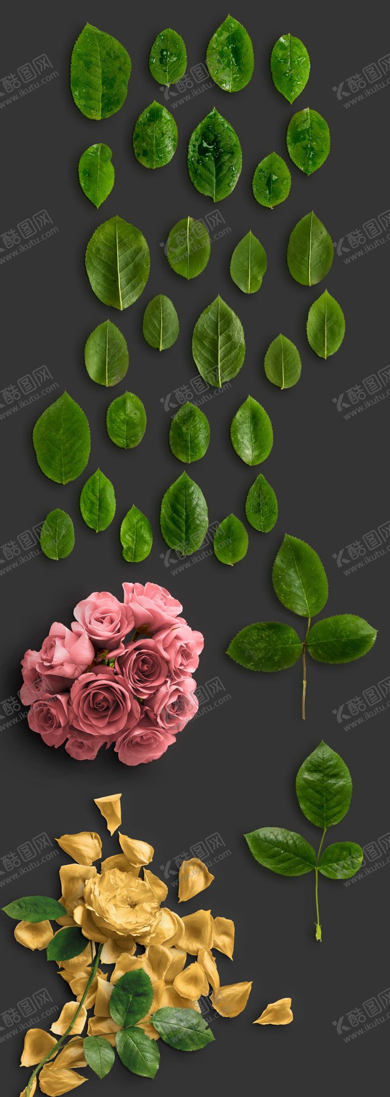 编号：51283009230626141213【酷图网】源文件下载-叶子素材