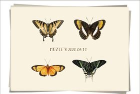 4款入蝴蝶昆虫图鉴