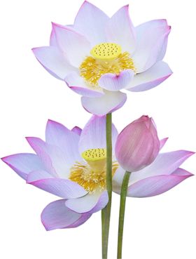 荷花元素手绘手绘装饰叶材手绘材