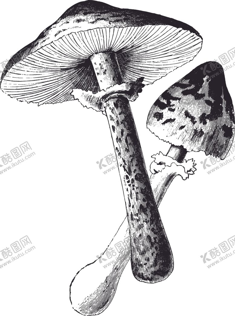 编号：70747709191222202587【酷图网】源文件下载-线描植物