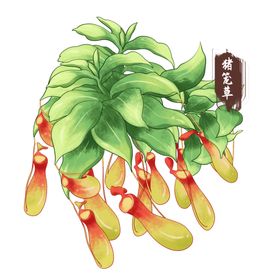 中药手绘插画