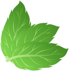 绿叶 png 植物 矢量图  