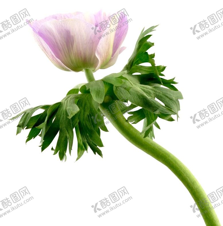 编号：11471610231710197315【酷图网】源文件下载-花卉背景 