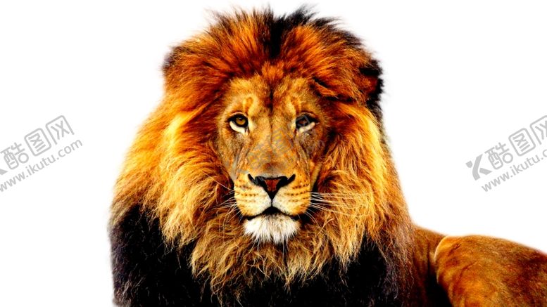 编号：90042310301738111916【酷图网】源文件下载-狮子