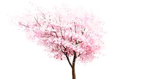 手绘樱花素材