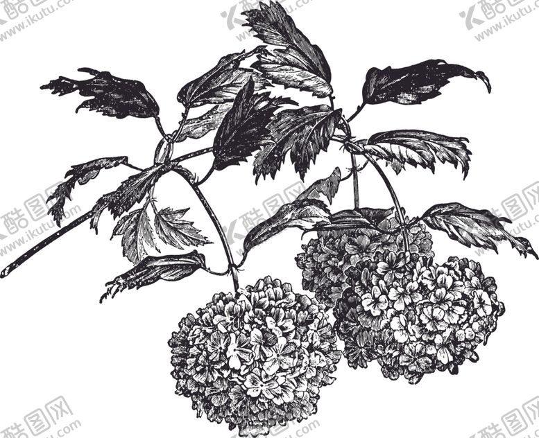 编号：89712306261220155200【酷图网】源文件下载-线描植物