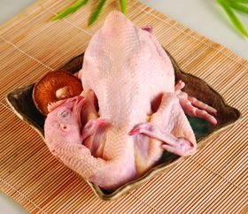 童子鸡