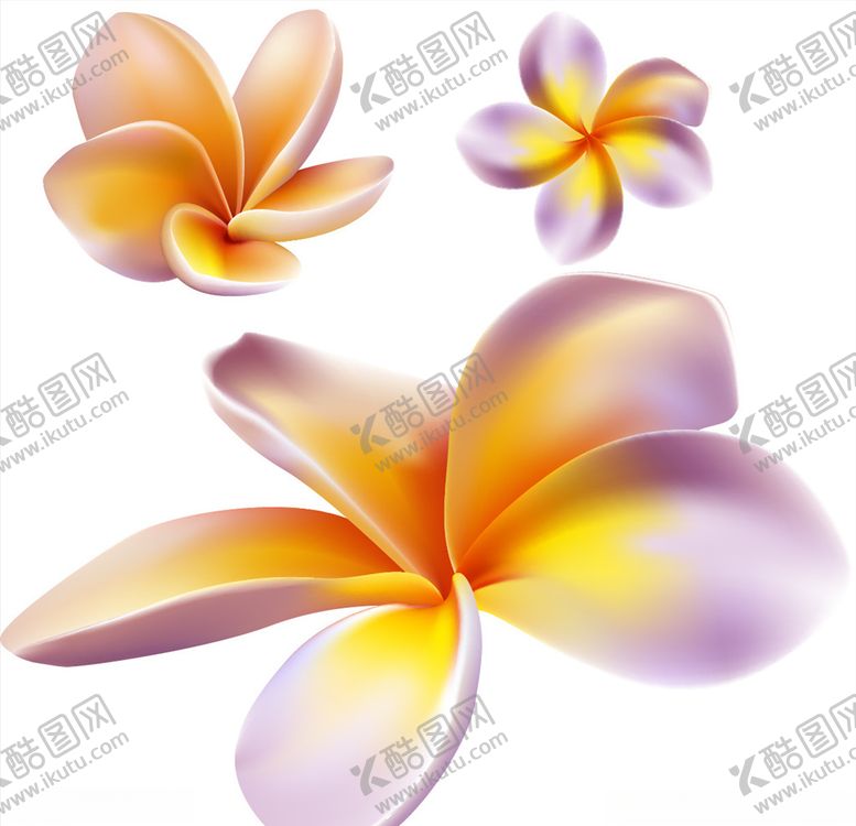 编号：64492511010247422497【酷图网】源文件下载-鸡蛋花