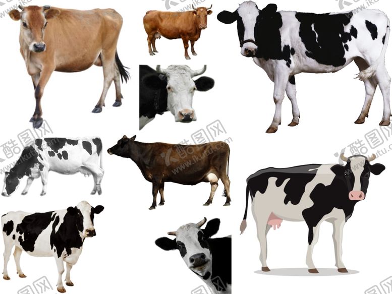 编号：97017709262237529159【酷图网】源文件下载-奶牛png免扣高清素材
