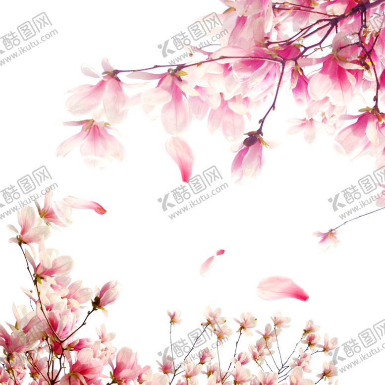 编号：21090202121713176251【酷图网】源文件下载- 手绘粉色樱花免扣素材图片 