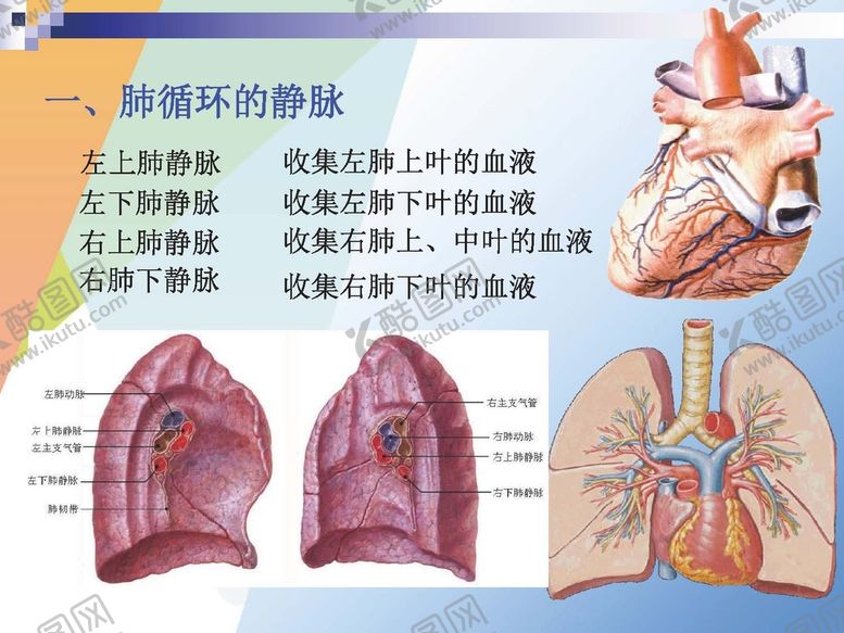 编号：83425201191205188443【酷图网】源文件下载-静脉 