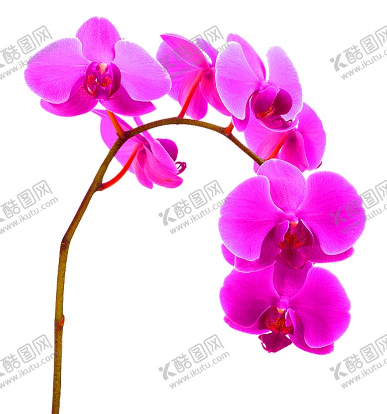 编号：97878905181930168412【酷图网】源文件下载-花素材