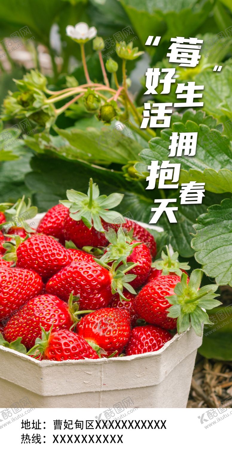 编号：45191803052257297766【酷图网】源文件下载-草莓采摘