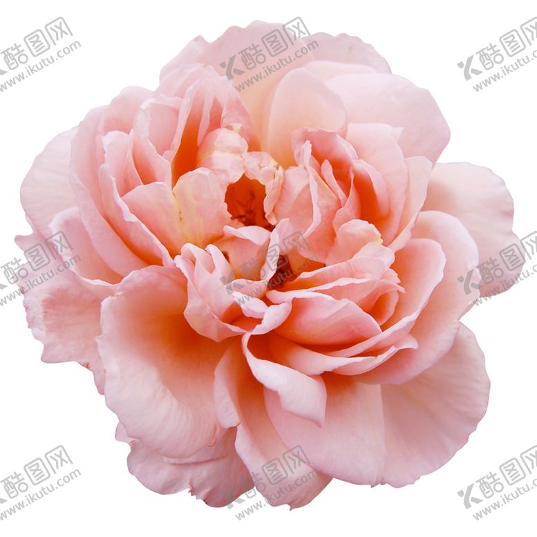 编号：95676509112004459150【酷图网】源文件下载-粉色玫瑰花朵图案