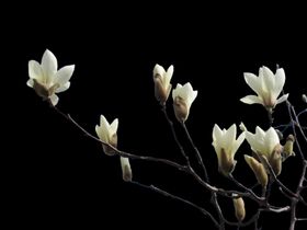 玉兰花PNG