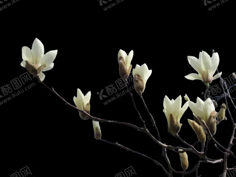 编号：58825006161743167257【酷图网】源文件下载-玉兰花PNG