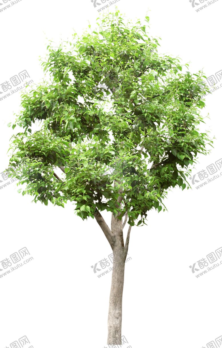 编号：80559601270800463567【酷图网】源文件下载-手绘花卉