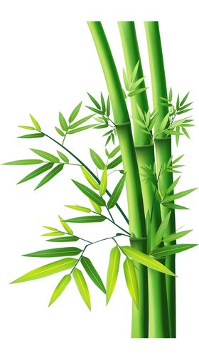 透明png竹子图片