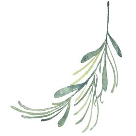 小清新水彩植物树枝