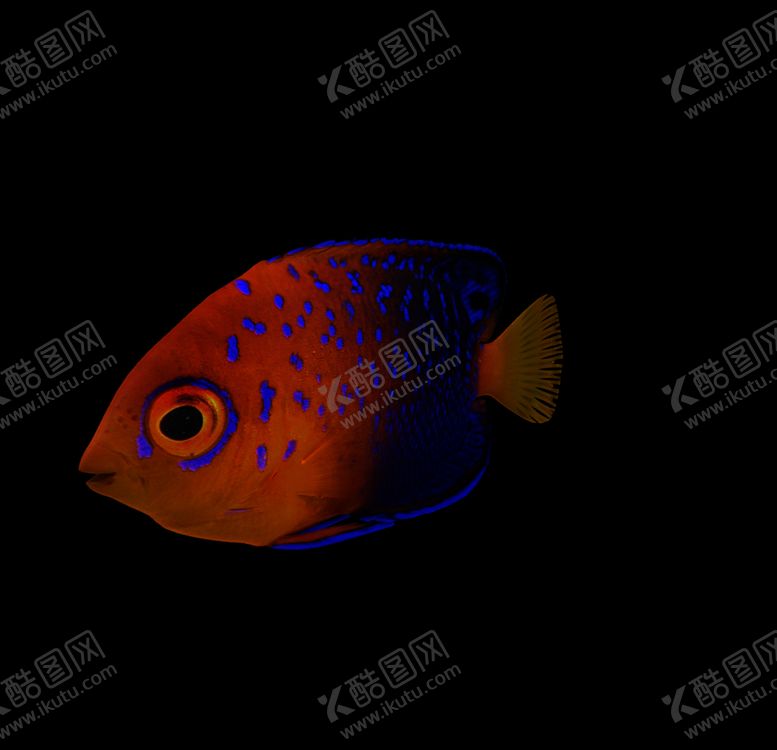 编号：65970806290825164989【酷图网】源文件下载-海洋生物