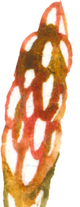 水彩手绘花卉花朵植物