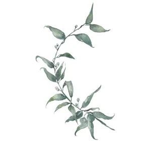 小清新水彩植物树枝