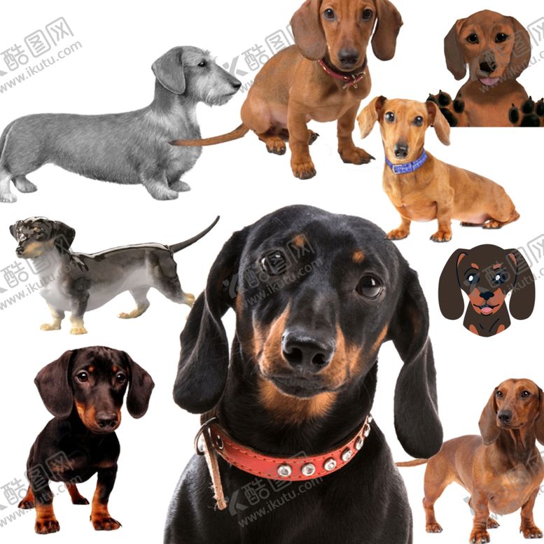 编号：58238409240144028511【酷图网】源文件下载-腊肠狗png免扣高清素材