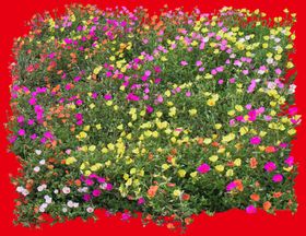 花分层