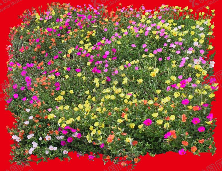 编号：86430109110520058342【酷图网】源文件下载-花分层